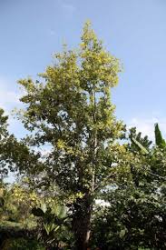 Image result for Manilkara