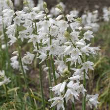 Image result for Ornithogalum