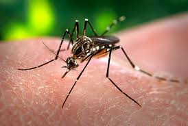 Image result for Dengue