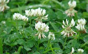 Moreover, it kills the clover fast, and they should be out and dry within 24 hours. Clover Lawns The Benefits And How Clover Went Out Of Style