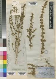 Image result for Leucas capensis