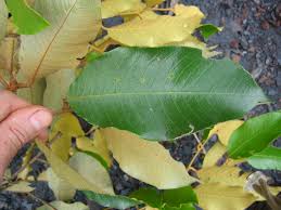 Image result for Parinari excelsa