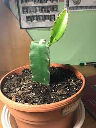 I would also call it a tree, because, like the big saguaro cactus, it grows really tall. Has Anyone Been Able To Get Fruit Off Of Those Home Depot Dragon Fruit Moon Cactus Grafts Cactus