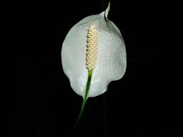 Spathiphyllum O Spatifillo Consigli Coltivazione E Cura