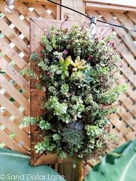 Maybe you would like to learn more about one of these? How To Build A Vertical Succulent Garden Sand Dollar Lane