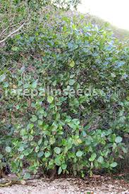 Image result for Guettarda