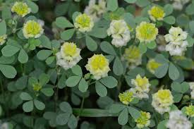 Image result for Trifolium campestre