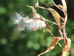Posts About Fungi On Nature Garden Life Milkweed Swamp Milkweed Nature