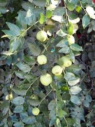 Get the best deal for sand fruits&fruit trees from the largest online selection at ebay.com. Pin On Organic Garden
