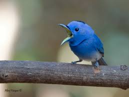 Bird With Big Mouth Name Black Naped Monarch D Beautiful Birds Pretty Birds Birds Butterflies