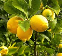 Image result for Citrus × limon