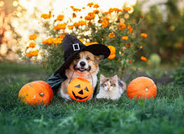 Image result for quirky halloween