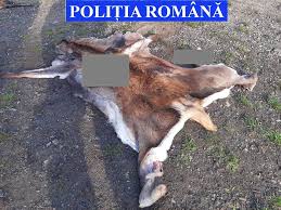 Campulung moldovenesccurrent page campulung moldovenesc. BÄƒrbat ReÈ›inut De PoliÈ›iÈ™ti DupÄƒ Efectuarea A DouÄƒ PercheziÈ›ii Intr Un Dosar De Braconaj Suceavalive