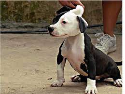 Pitbull Puppies Black And White Cute Dogs Gallery Black And White Pitbull Pitbulls White Puppies
