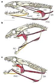 A second set of jaws. Raptorial Jaws In The Throat Help Moray Eels Swallow Large Prey Nature
