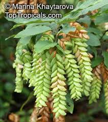 Image result for Flemingia