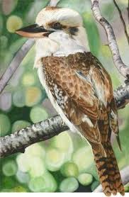 Kookaburra Contentment Australian Native Birds Australian Animals Bird Painting Acrylic