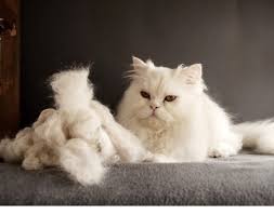 It happens for different reasons, but basically, it depends on the time your cat spends outdoors or whether your cat. Persian Cat Shedding Everything You Need To Know Cat Brush Guide