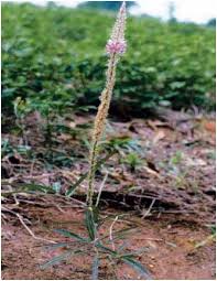 Image result for Uraria picta