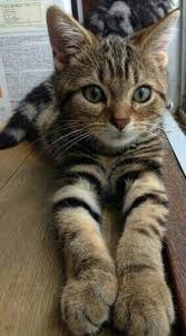 Https Www Facebook Com Dougmarkproductions Pretty Cats Siamese Cats Facts Kittens Cutest