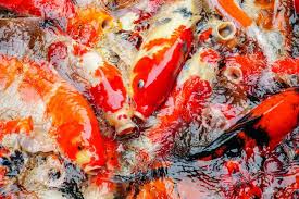 Can Koi Fish Eat Dog Food Why This Is A Bad Idea Waterworld Craze In 2020 Dog Food Recipes Food Eat