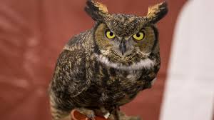 Temple Owl football season takes flight, stadium plans still far from end  zone