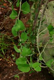 Image result for Adenia spinosa