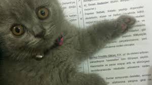 Siz Hic Ders Calisan Kedi Gordunuz Mu Kizlarsoruyor