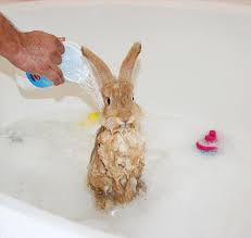 Momma bunny was confiscated by animal control from an oakland, california resident who was raising rabbits in squalid conditions for meat. 19 Bunny Bath Time Ideas Bunny Rabbit Cute Animals