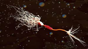 Neuron Myelin T Cell 3d Model Neurons Abstract Brain Neurons