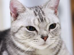 American Shorthair So Pretty American Shorthair Cat American Shorthair American Shorthair Kitten
