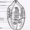 Maybe you would like to learn more about one of these? The Diagram Of Liver Fluke With Proper Labeling Brainly In
