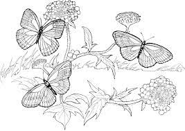Free butterflies color pages, need printable coloring pages? Butterfly R Coloring Pages Difficult Coloring Home
