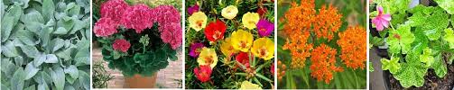 In a previous article, i have discussed perennials that can be grown in the shade but now i want to go further and discuss, which perennial can be grown on container on the shade but can tolerate long periods of dry weather. Drought Resistant Plants For Containers Enjoy Container Gardening