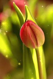 Vintage animated gif flowers flower bomb animation. Nelio Inacio Google Flowers Gif Blooming Flowers Pretty Flowers