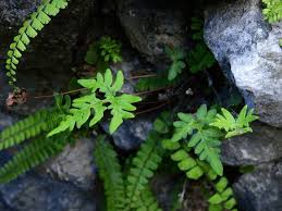 Image result for Cheilanthes involuta