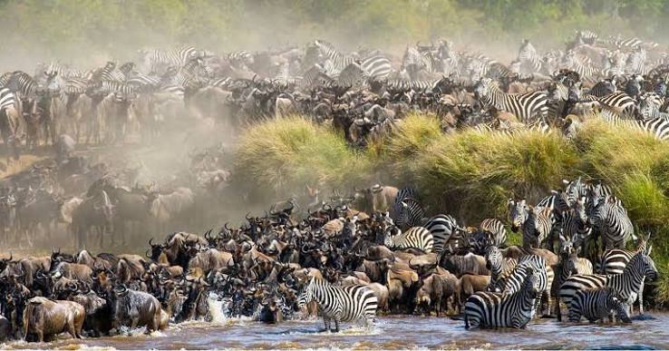 Great Migration in Serengeti