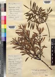 Image result for Myrica serrata