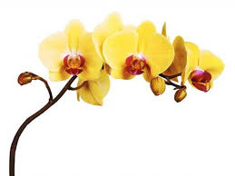 Lynn greyling ha rilasciato questa immagine orchidea fiore giallo con licenza di dominio pubblico. Descrizione Di Orchidea Gialla Farmer