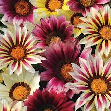 We did not find results for: New Day Strawberry Shortcake Mix Gazania Seeds From Park Seed
