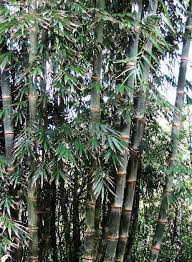 Dendrocalamus Strictus Guadua Bamboo Bamboo Seeds Bamboo Species Bamboo Plants