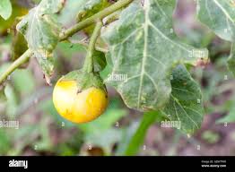 Image result for Solanum macrocarpon