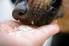 Naturliche Wurmkur Mit Kokos Kontrolle Buddy And Me