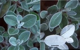 Image result for Brachyachne simonsii