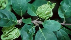 Image result for Coffea schliebenii