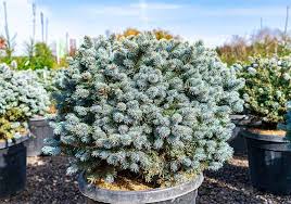 We did not find results for: 17 Cold Weather Plants That Can Survive Winter Outside Homesteading