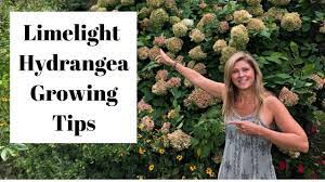 Limelight Hydrangea Growing Tips Hey Flower Tribe Welcome Back To My Channel Where You Can Always Find Great Ga Limelight Hydrangea Hydrangea Care Hydrangea