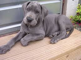 The original gfp puppy finder. Valley Blue Danes