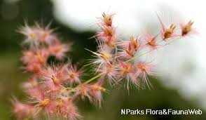 Image result for Melinis longiseta