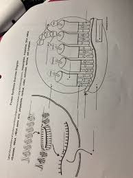 Dna replication coloring worksheet answer key awesome and dna in transcription and translation coloring worksheet answers. 2 3 145 Class Time Dna Transcription Translation Chegg Com